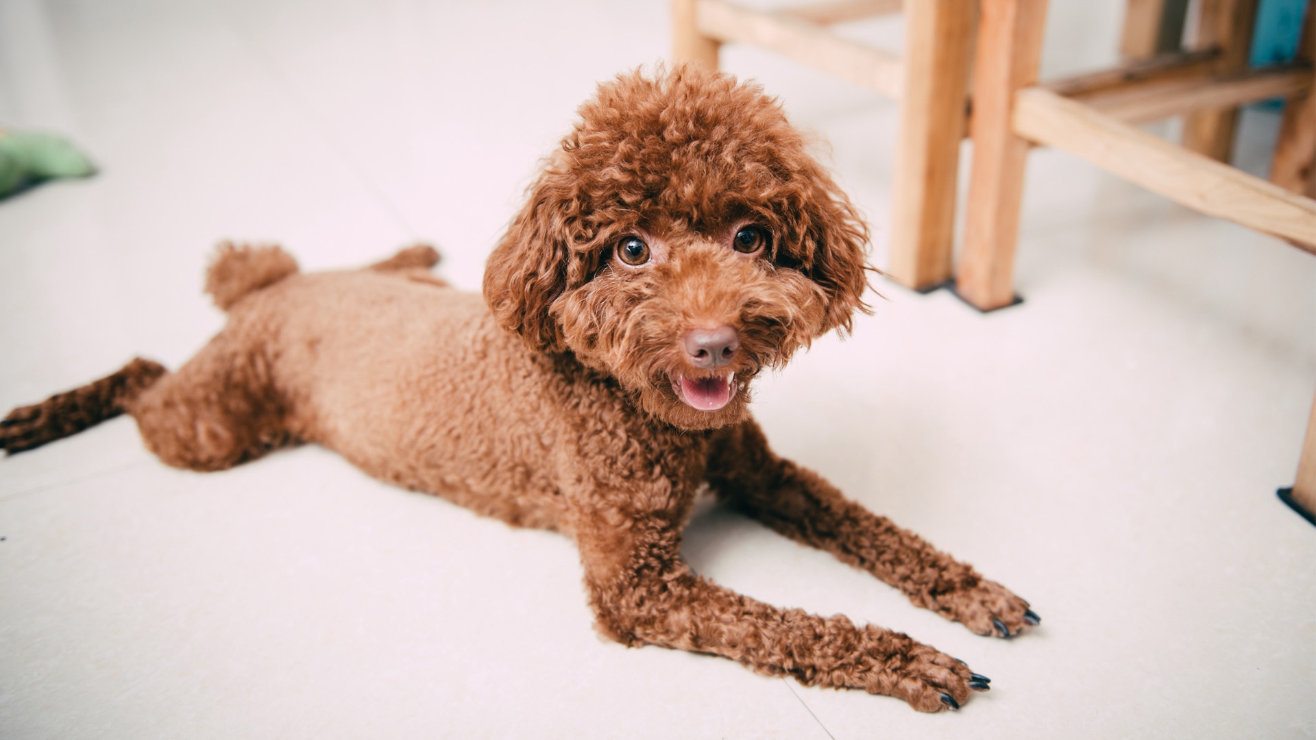 纯种泰迪犬幼犬狗狗出售 宠物泰迪犬可支付宝交易 泰迪/贵宾 /编号10088702 - 宝贝它