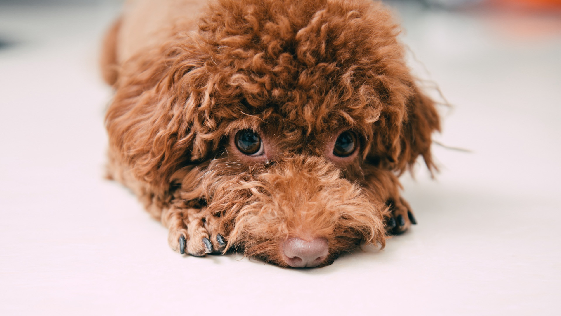 纯种泰迪犬幼犬狗狗出售 宠物泰迪犬可支付宝交易 泰迪/贵宾 /编号10023400 - 宝贝它